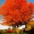 Autumn Tree